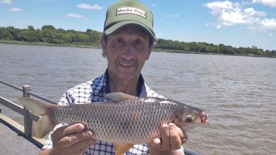 Bogas, dorados y manduvas se activaron en las costas platenses