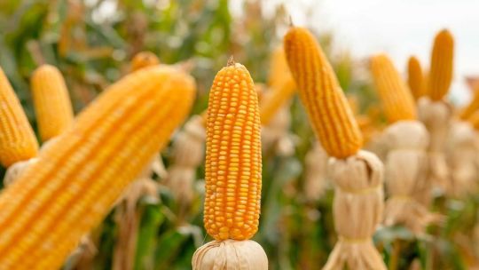 Las temperaturas extremas ponen en riesgo el desarrollo de los cultivos