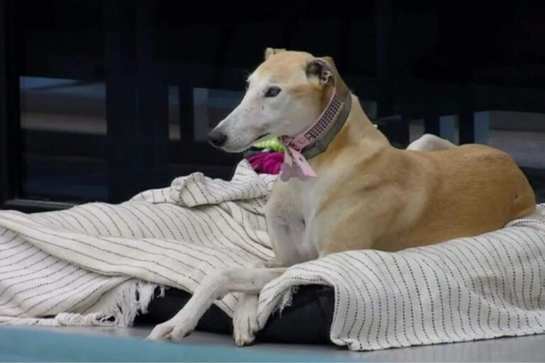 Se supo por qué París, el perro adoptado por Gran Hermano, debió abandonar el reality