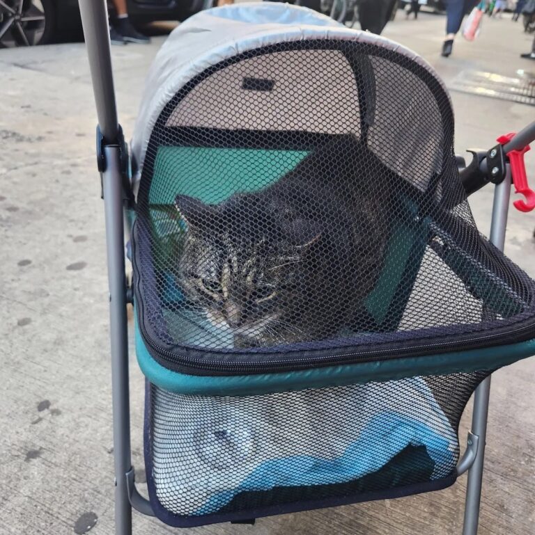Un cochecito abandonado en la vereda de una concurrida ciudad llamó la atención por quien estaba en su interior: Tenía una nota desgarradora