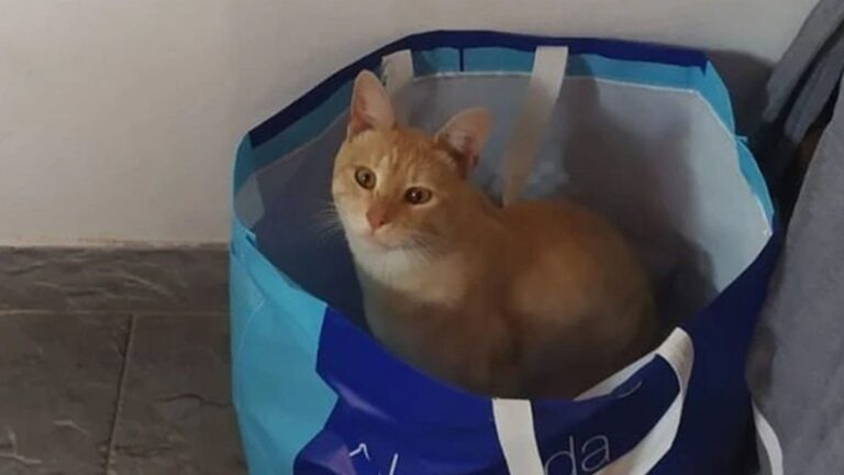 Mar del Plata: le balearon al gato en la trompa y vende una rifa para operarlo