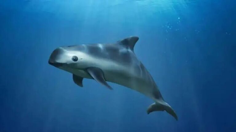 Los científicos que detectan los susurros de la vaquita, el mamífero marino más amenazado del planeta